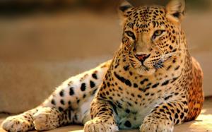 Big cat, predator, leopard wallpaper thumb