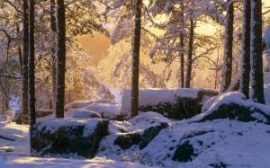 Winter, thick snow, forest, trees, sunshine wallpaper thumb