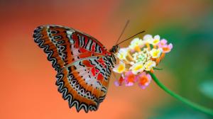 beautiful Colorful butterfly wallpaper thumb