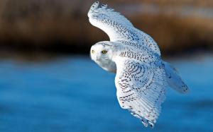 Snowy Owl Bird Flying wallpaper thumb