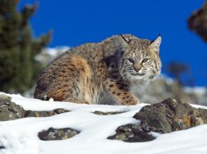 Lynx Cat HD wallpaper thumb