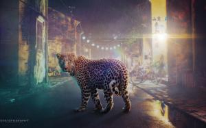 Night Leopard HD wallpaper thumb