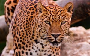 Leopard face and eyes, predator animals wallpaper thumb