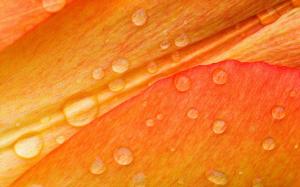 Drops on Flower Petals HD wallpaper thumb