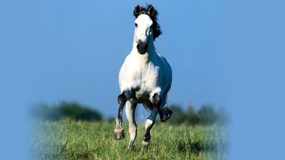 Running Horse Image wallpaper | animals | Wallpaper Better