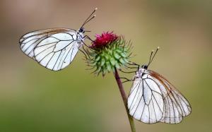 Two butterflies on flower wallpaper thumb