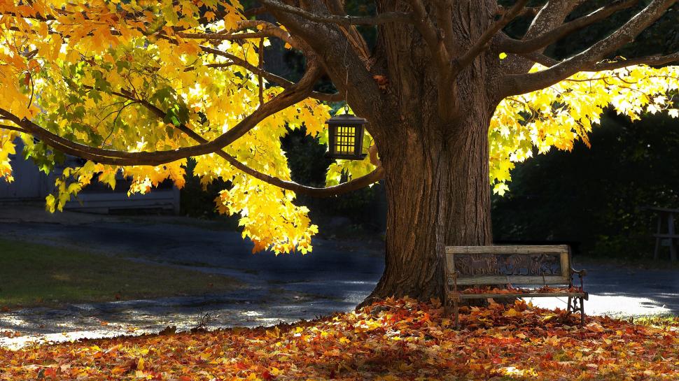Tree, bench, autumn, leaves, sunlight wallpaper,Tree HD wallpaper,Bench HD wallpaper,Autumn HD wallpaper,Leaves HD wallpaper,Sunlight HD wallpaper,2560x1440 wallpaper