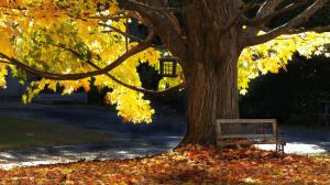 Tree, bench, autumn, leaves, sunlight wallpaper thumb