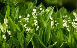 Small white flowers, lily of the valley wallpaper thumb