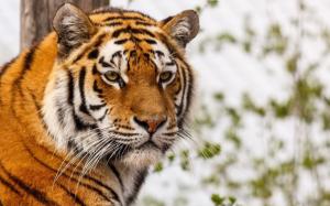 Tiger face, whiskers, eyes, predator wallpaper thumb