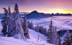Winter, mountains, spruce, trees, snow, fog, clouds, sky, sunrise wallpaper thumb
