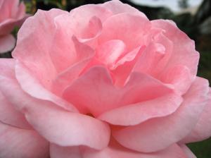 Rose, Flower, Pink wallpaper thumb