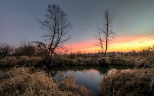 Trees, lake, reeds, morning, dawn wallpaper thumb