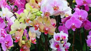 Orchid garden wallpaper thumb