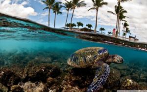 Turtle Tortoise Ocean Tropical Palm Trees HD wallpaper thumb