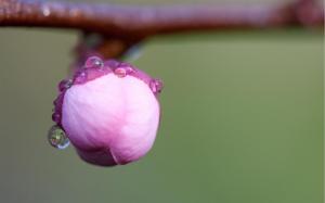 Flower Cherry Macro Branch Pink Drops Dew Bud Cool wallpaper thumb