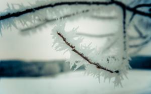Iced branch wallpaper thumb