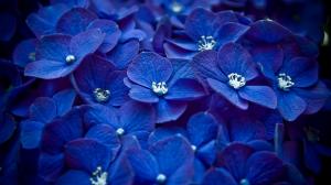 Blue flowers focus wallpaper thumb