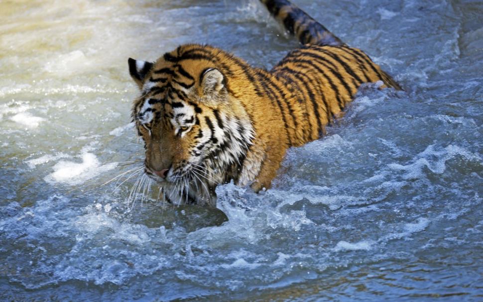 Amur tiger wallpaper,amur tiger wallpapers HD wallpaper,tiger backgrounds HD wallpaper,predator  HD wallpaper,download 3840x2400 amur tiger HD wallpaper,  HD wallpaper,2880x1800 wallpaper