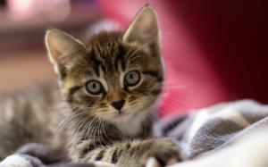 Cute kitten, attractive face, eyes, ears, close-up wallpaper thumb