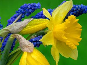 Daffodils and Hyacinth HD wallpaper thumb