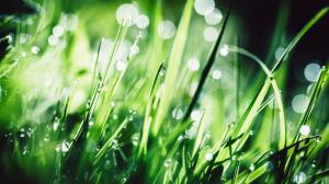 Grass Macro Water Drops Bokeh HD wallpaper thumb