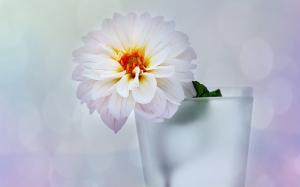Vase, flower, dahlia, white style wallpaper thumb