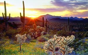 American scenery, the mountain is covered with cactus wallpaper thumb