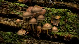 Mushrooms HD wallpaper thumb