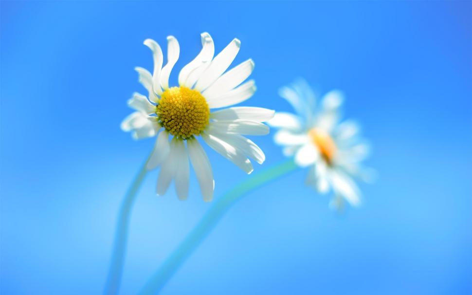 White and Yellow Flowers wallpaper,Flowers HD wallpaper,1920x1200 wallpaper