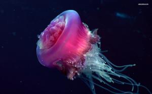 Awesome Jellyfish Widescreen  Computer wallpaper thumb