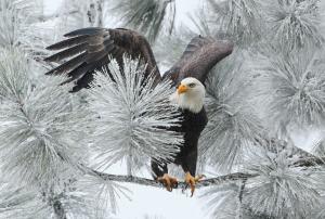 Bald eagle in winter wallpaper thumb