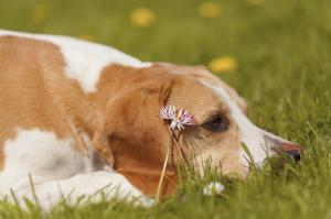 dog, face, flower, grass, lie wallpaper thumb