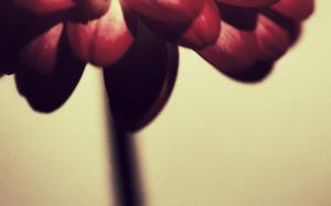 Flower Petal Macro Blur HD wallpaper thumb