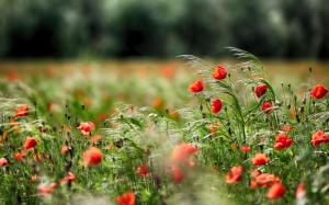 Poppies, red flowers, grass wallpaper thumb