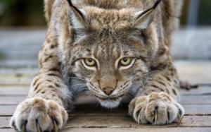 Cute lynx, cat, eyes, claws, face wallpaper thumb