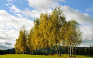 Autumn trees, birch, clouds wallpaper thumb