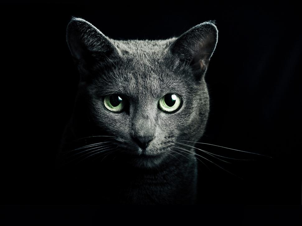 Black cat, green eyes, black background wallpaper,Black HD wallpaper,Cat HD wallpaper,Green HD wallpaper,Eyes HD wallpaper,Background HD wallpaper,2560x1920 wallpaper
