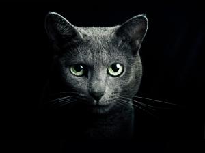 Black cat, green eyes, black background wallpaper thumb