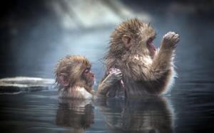 Bathing apes wallpaper thumb