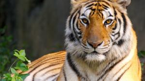 Real Tiger Animals 1080p wallpaper thumb