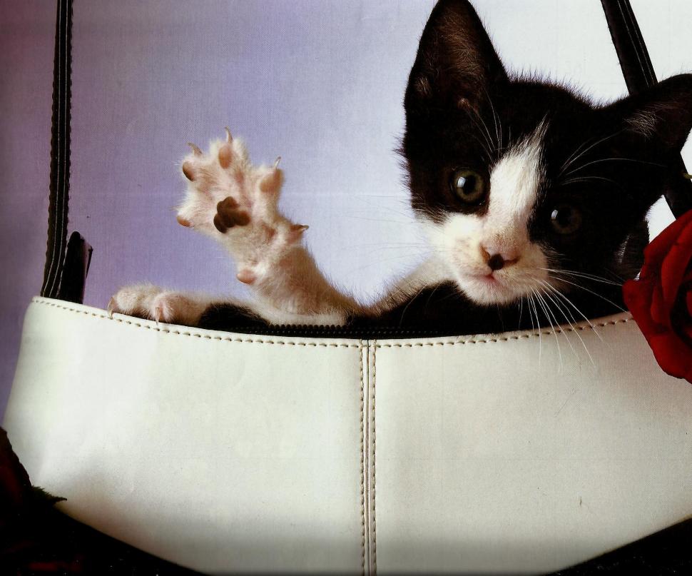 A Kitten With A Purse wallpaper,purse HD wallpaper,feline HD wallpaper,kitten HD wallpaper,black HD wallpaper,white HD wallpaper,animals HD wallpaper,1922x1600 wallpaper