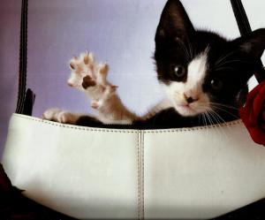 A Kitten With A Purse wallpaper thumb