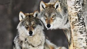 Gray Wolf Pair, Norway wallpaper thumb