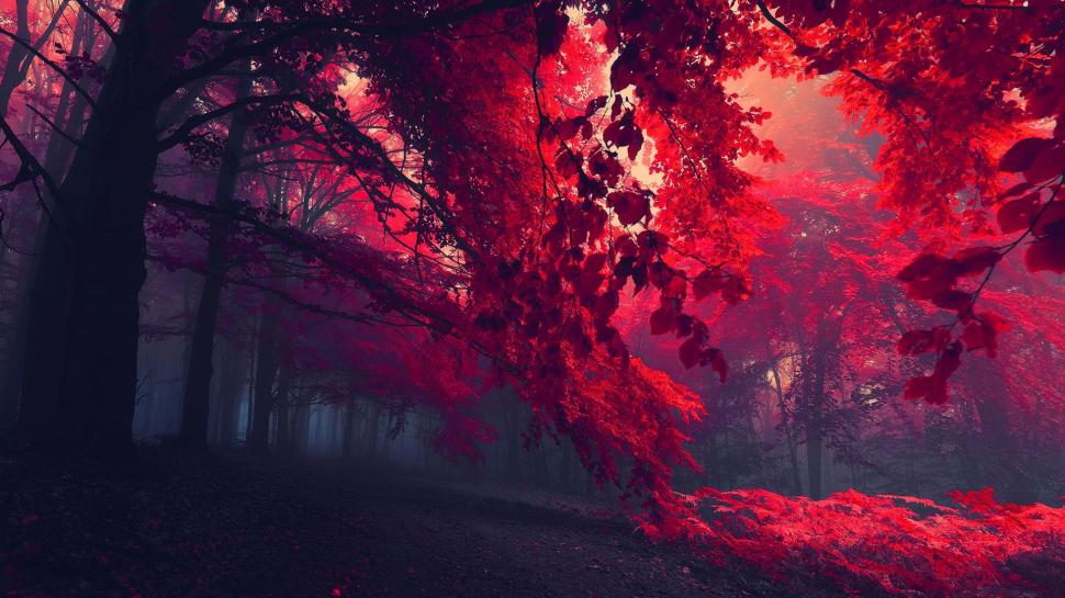 Red Forest Trees HD wallpaper,forest HD wallpaper,leaves HD wallpaper,park HD wallpaper,trees HD wallpaper,1920x1080 wallpaper