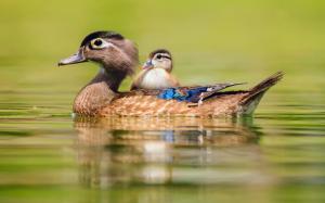 Duck swimming, water, motherhood and cub wallpaper thumb
