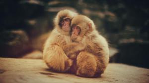Snow monkeys, baby, snuggle, animal wallpaper thumb