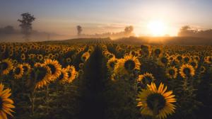 Sunflowers, morning, fog, sunrise wallpaper thumb