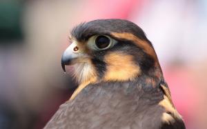 Bird close-up, falcon wallpaper thumb