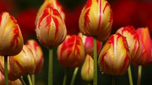 Yellow with red stripes tulips flowers wallpaper thumb